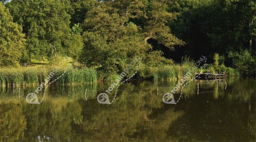 Otel | Türkiye, Antalya, Manavgat, Side | SARAY REGENCY RESORT & SPA HOTEL Otel | Türkiye, Antalya, Manavgat, Side | SARAY REGENCY RESORT & SPA HOTEL