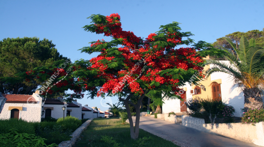 Otel | KKTC, Girne | ACAPULCO RESORT CONVENTION & SPA