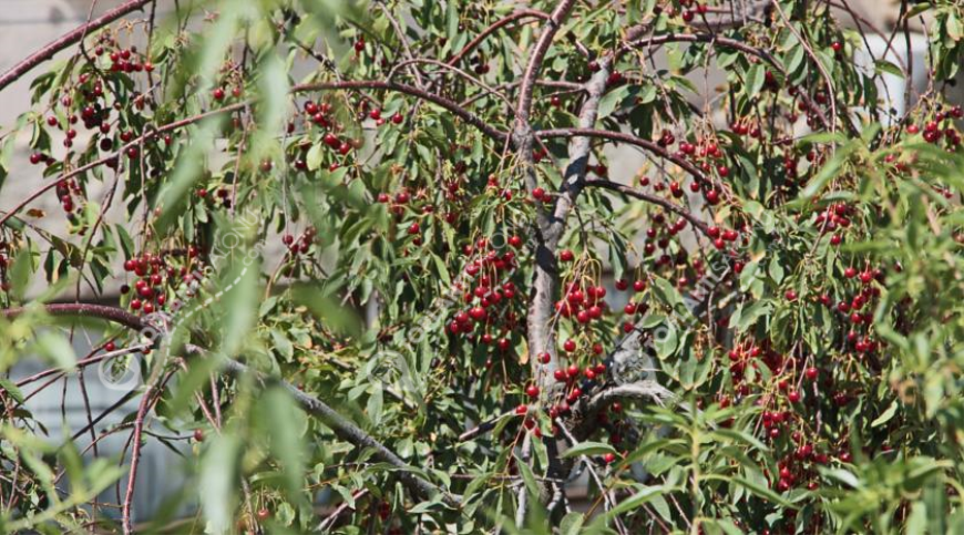 Otel | Türkiye, Nevşehir, Nevşehir, Göre | ANATOLIAN CAVE
